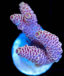 Wysiwyg Peach Acropora Millepora Frag [F150]
