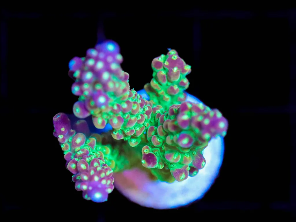 Frag Box Corals