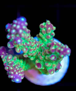 Wysiwyg XL Grapevine Acropora Frag [F153]