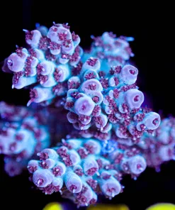 Wysiwyg Red Polyp Godzilla Acropora Frag [F156]