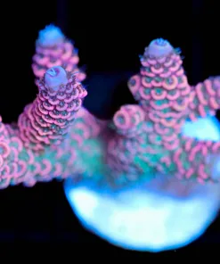 Wysiwyg Hubba Bubba Millepora Frag [F158]
