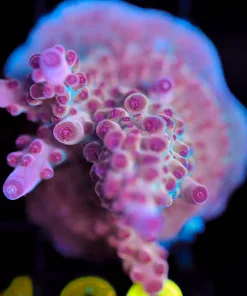 Wysiwyg Acropora 'Red Rhino' [F163]