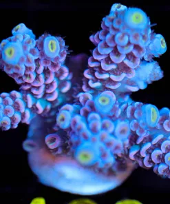 Wysiwyg Acropora 'Pink Matrix' Frag [F166]