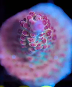 Wysiwyg Acropora 'Red Rhino' Frag [F169]
