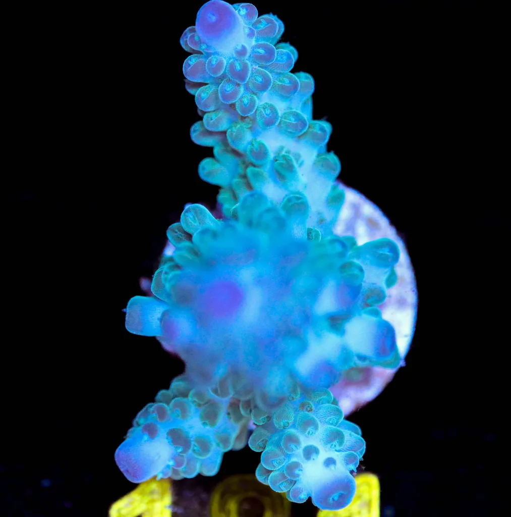 Frag Box Corals