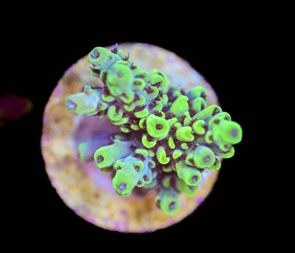 Frag Box Corals