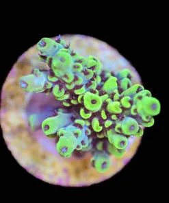 Wysiwyg  Acropora 'Scorpion' Frag  [F186]