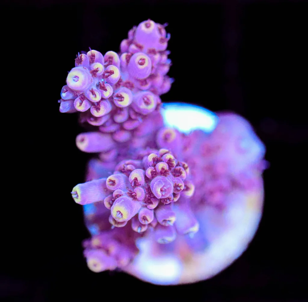 Frag Box Corals