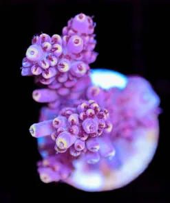 Wysiwyg Acropora 'Power Ranger' Frag [F187]