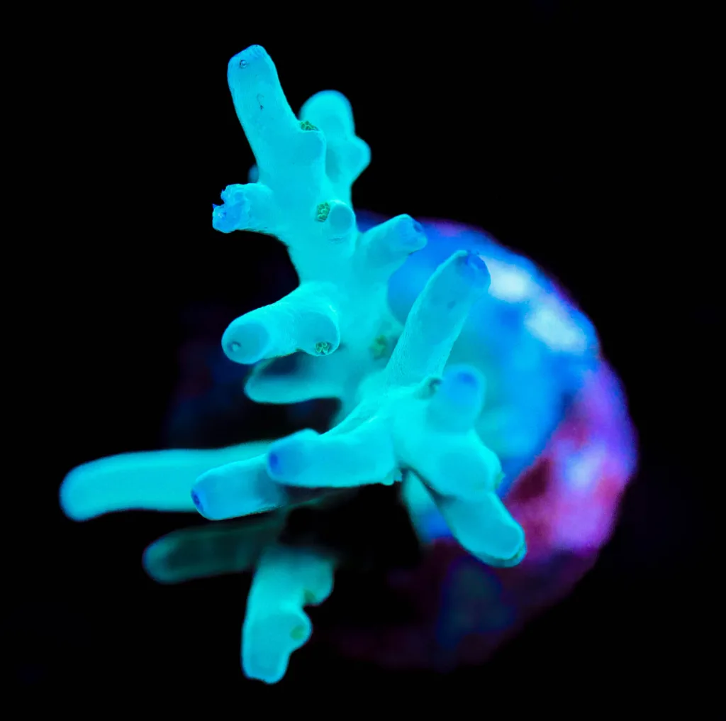 Frag Box Corals
