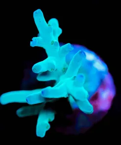 Wysiwyg Acropora 'Hawkins' Echinata Frag [F195]