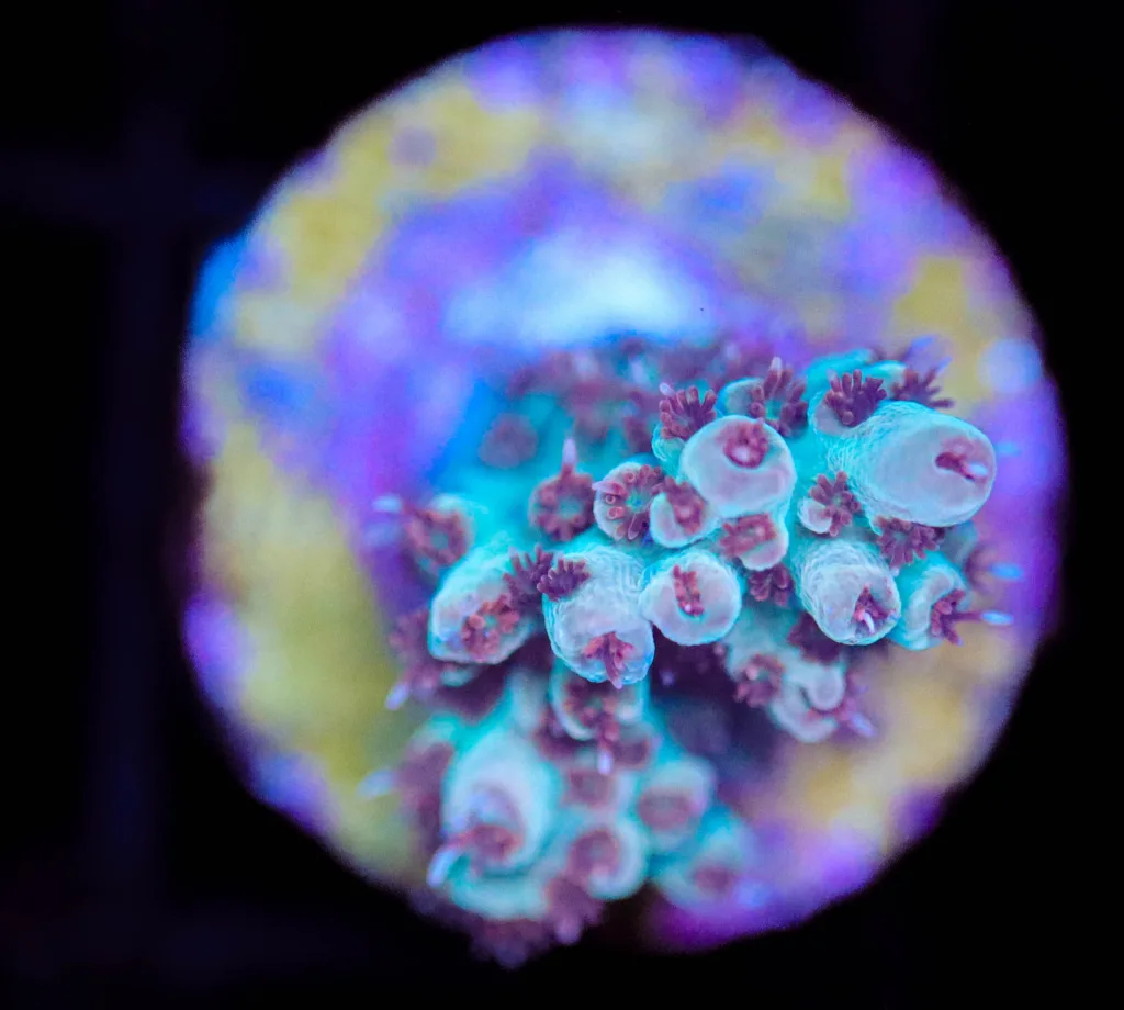 Frag Box Corals
