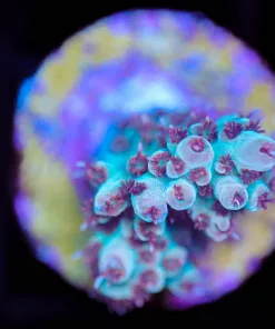 Wysiwyg Small Red Polyp Godzilla Acropora Frag  [F197]