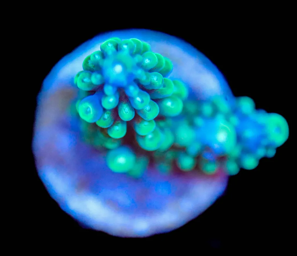 Frag Box Corals