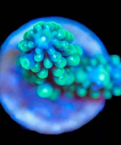 Wysiwyg  Acropora Secale Frag [F200]