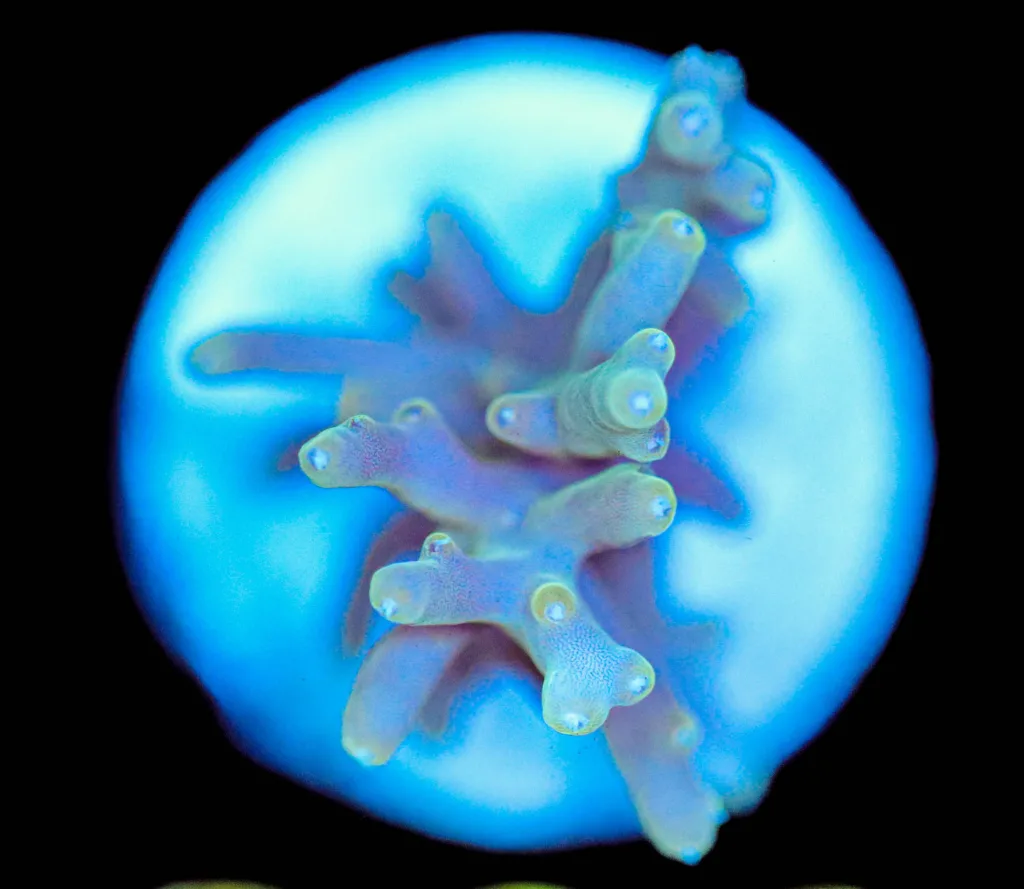 Frag Box Corals