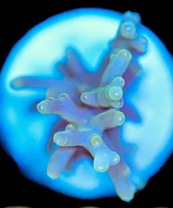 Wysiwyg Acropora Echinata Frag [F203]