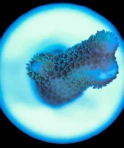 Wysiwyg  Montipora Digitata Frag [F206]