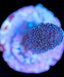 Wysiwyg Stylophora Frag [F212]