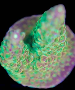 Wysiwyg Acropora 'Lemon Lime' Frag [F222]
