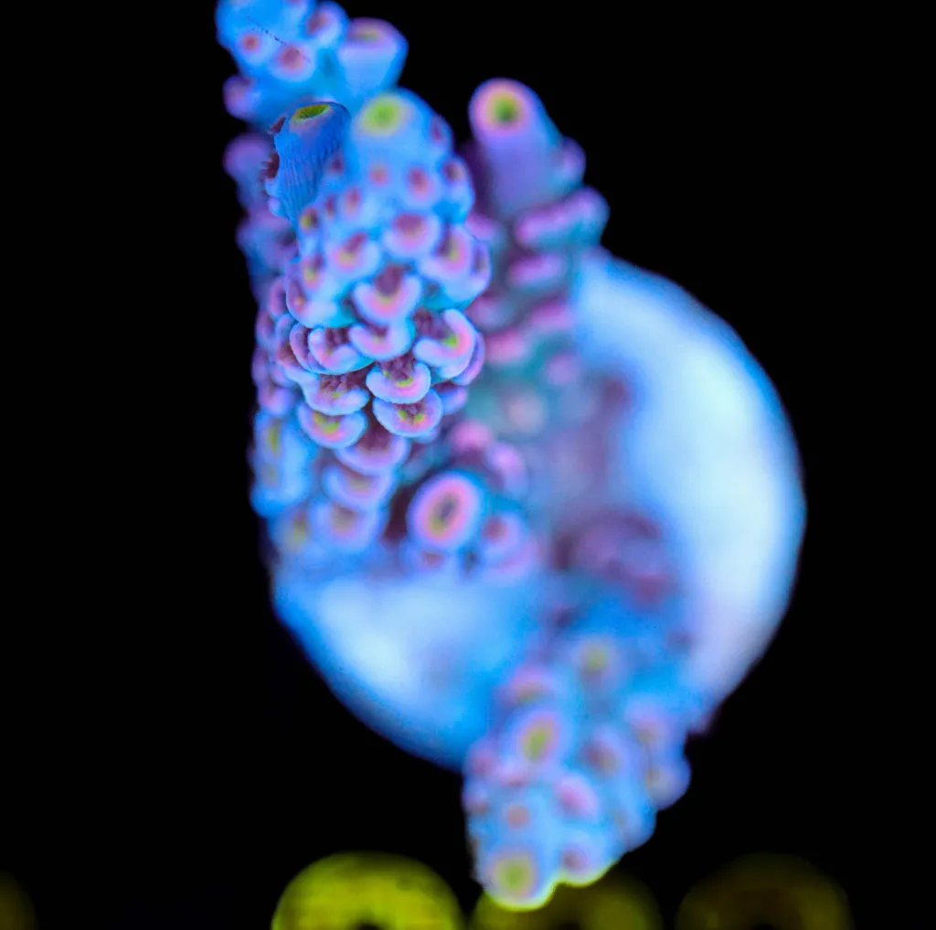 Frag Box Corals