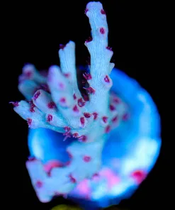 Wysiwyg  Acropora Frag [F224]