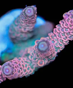 Wysiwyg Acropora Millepora XL Frag [F229]