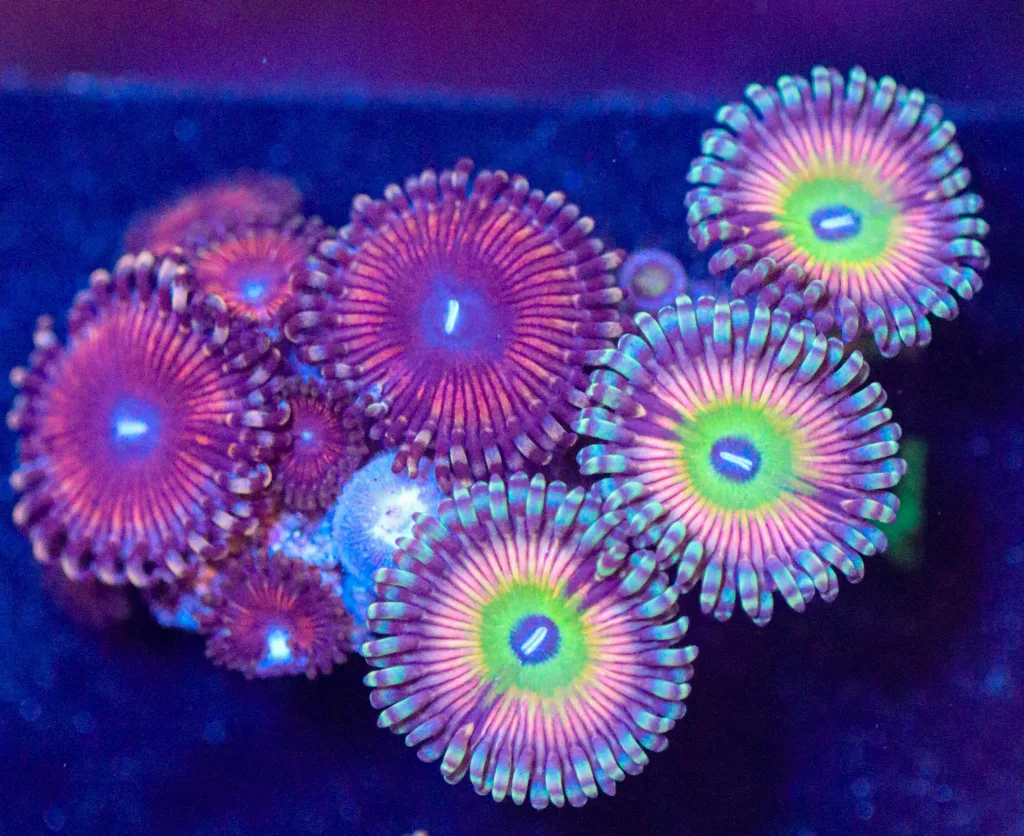 Frag Box Corals
