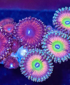 Wysiwyg Combo Zoanthid Frag [F21]