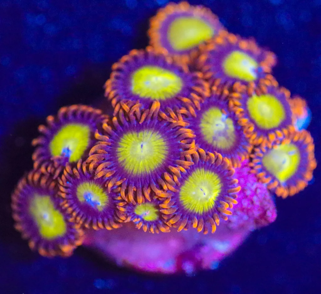 Frag Box Corals