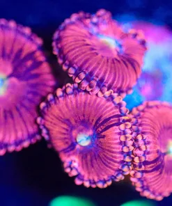 Wysiwyg Princes 99 Zoa Frag [F26]