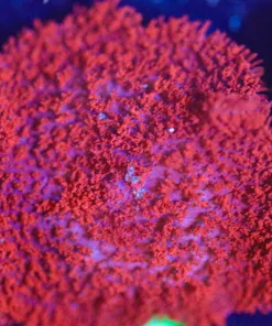 Wysiwyg Fuzzy Blood Mushroom Frag [F38]