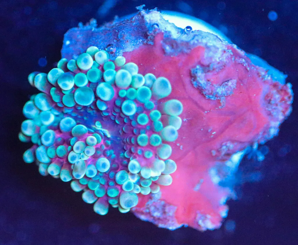 Frag Box Corals
