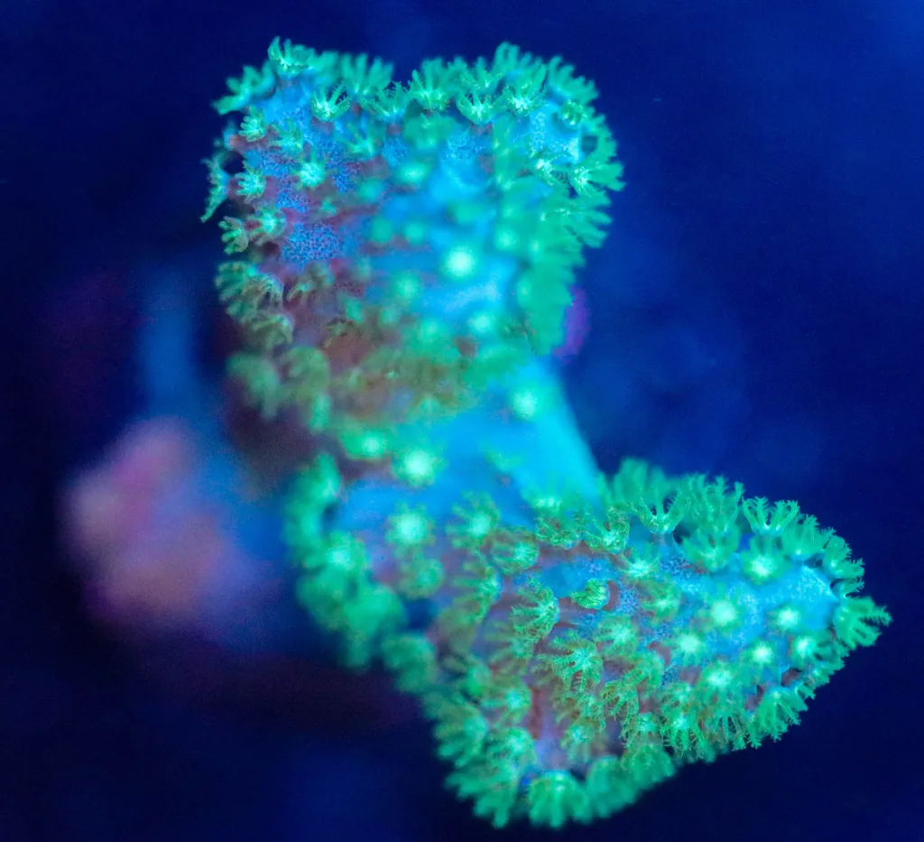 Frag Box Corals