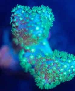 Wysiwyg Finger Leather Frag [F65]