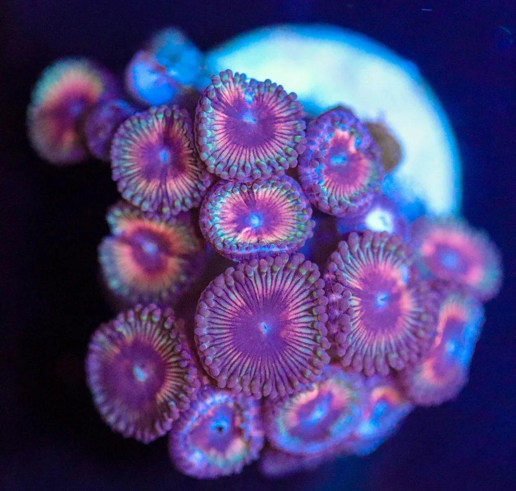 Frag Box Corals