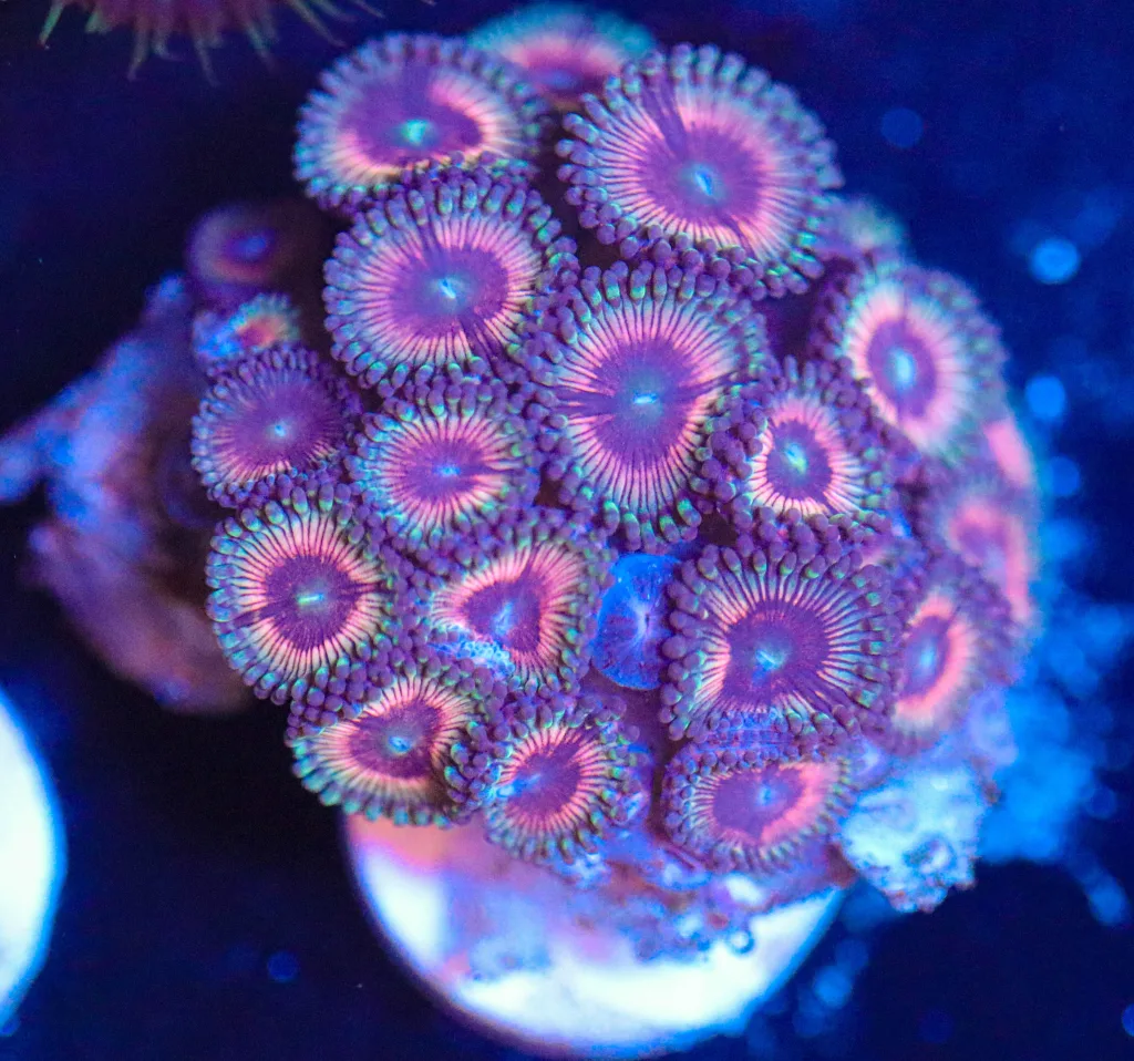 Frag Box Corals