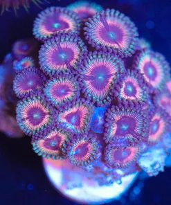 Wysiwyg Zoa Frag [F80]