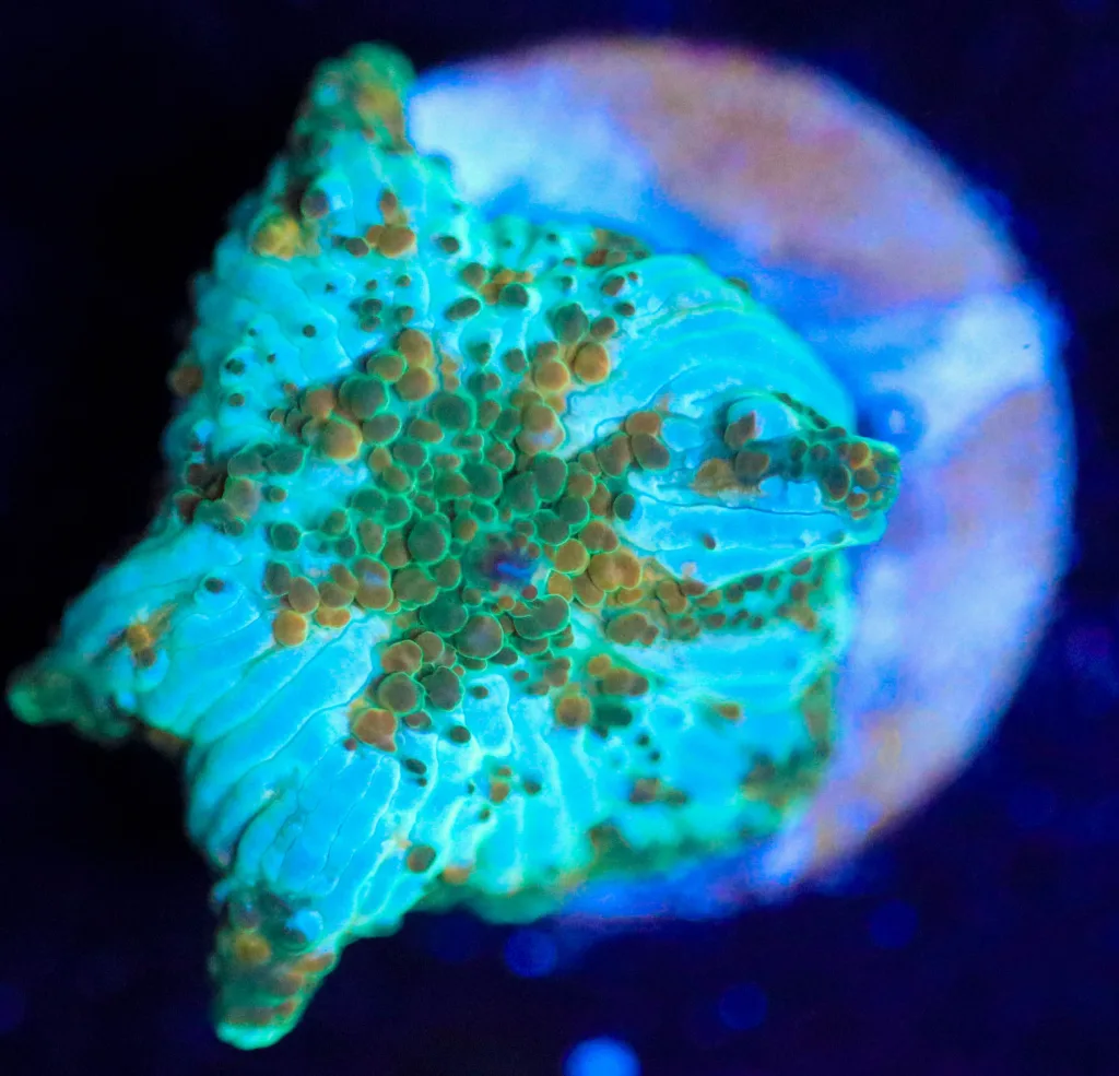 Frag Box Corals