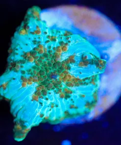 Wysiwyg Green Lightning Mushroom Frag [F90]