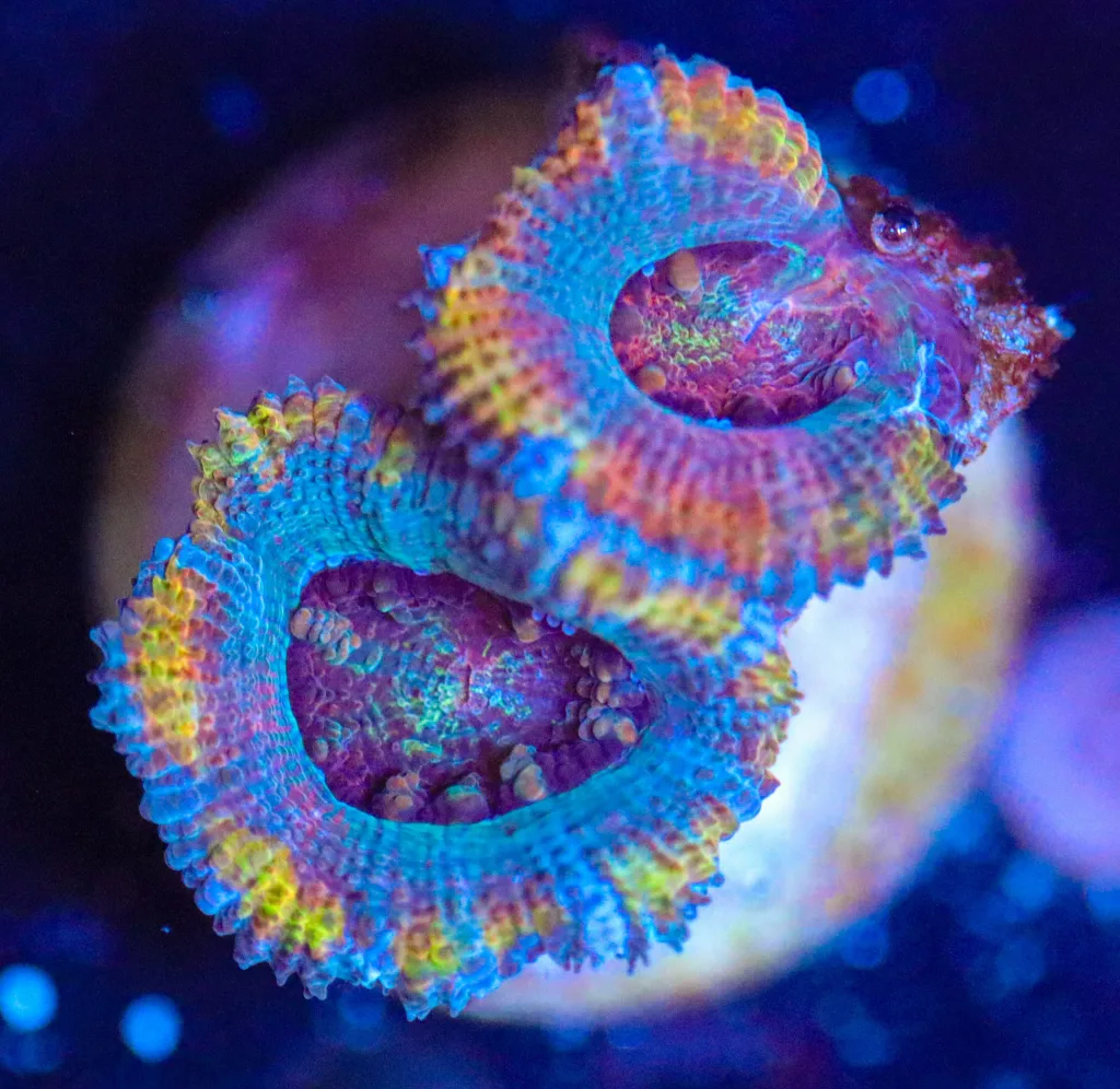 Frag Box Corals