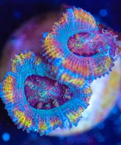 WYSIWYG Acan Frag [F97]