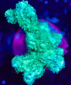Wysiwyg Hydnophora Frag F104]