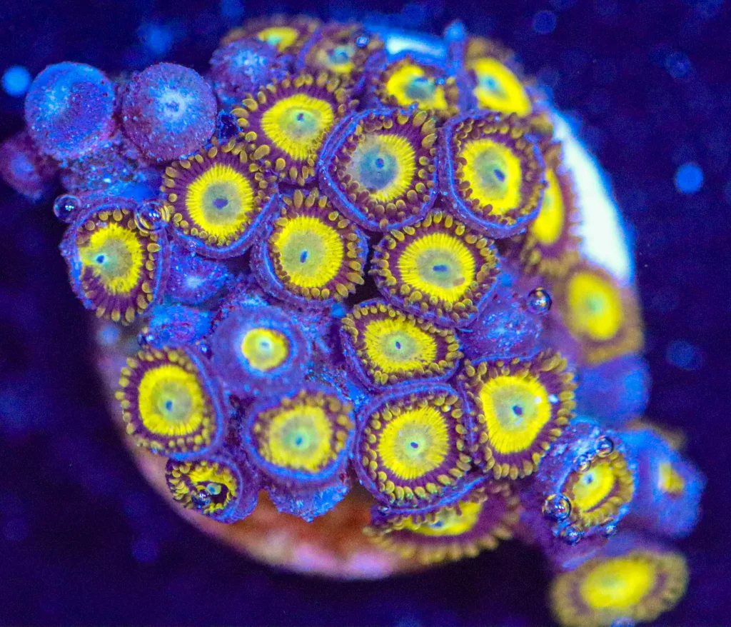 Frag Box Corals