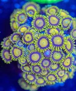 Wysiwyg King Midas Zoa Mini Colony [F126]