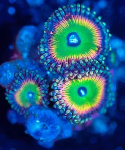 Wysiwyg Raptor Rainbow Zoa Frag [F129]
