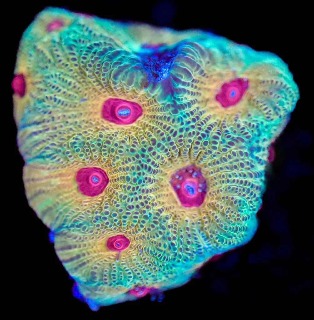 Frag Box Corals