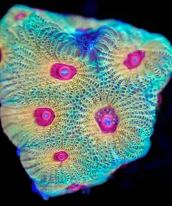 Wysiwyg Fasciantion Favia Frag [F134]