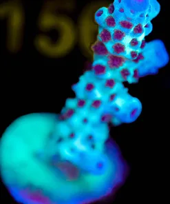Wysiwyg Acropora Saramentosa Frag [F152]