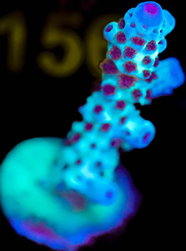 Frag Box Corals